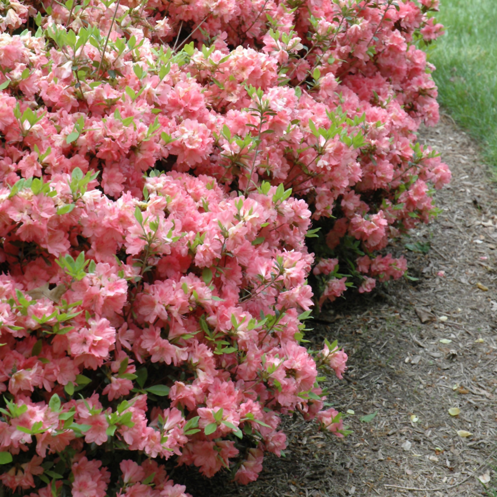 Azalea – Blaauw’s Pink – #3 Container
